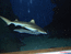 Акула  с рыбой прилипалой (размер акулы не больше 1 метра)